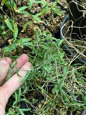 Lycium ruthenicum, Black Gojiberry, Edible Drought Tolerant Temperate Plant