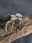 Handmade Hand-painted 3" White & Brown Jumping Spider Arachnid Replica w/Eyes — photo 8
