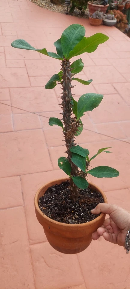 Crown Of Thorns Milii Corona de Christo Thai Hybrid 12" planta enraizada Foto 4 de 4