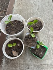 4x Sweet Lemon Nursery Live Plant