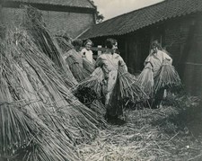 Foto antigua de niñas Norfolk preparando juncos para tejer canasta y estera agosto 1934