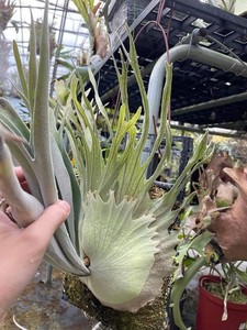 Platycerium Spores | eBay