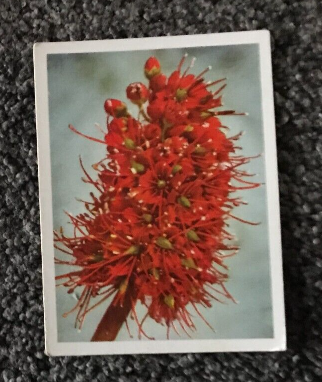 Tobacco Card, UTC, OUR SOUTH AFRICAN FLORA, 1940, Wild Bottlebrush, #55