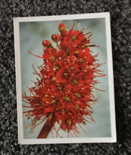 Tobacco Card, UTC, OUR SOUTH AFRICAN FLORA, 1940, Wild Bottlebrush, #55