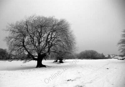Foto 6x4 Baby es ist kalt draußen. Hornsea Mere c2009