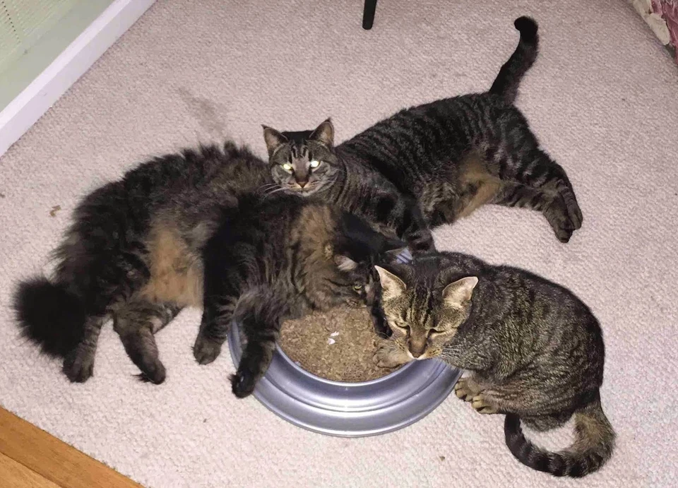 Bergan Turbo Scratcher Refill – 2 Pads per Pack - Image 4 of 4