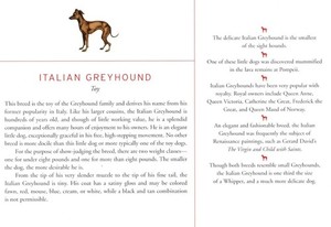 Italian Greyhound - CUSTOM MATTED Dog Art Print - Breed Description and History