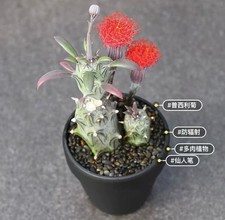 1pcs 6-8CM  Live Senecio Mweroensisssp Beautiful Garden Rare Planting