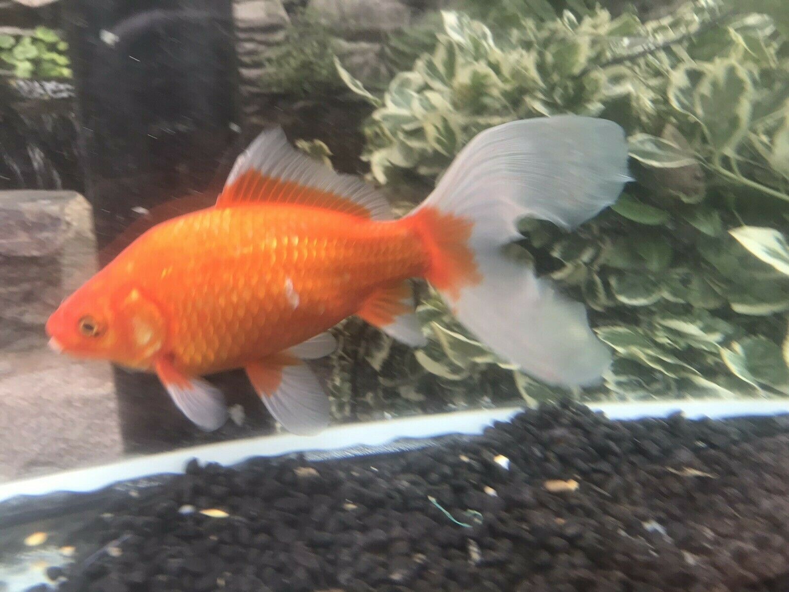Healthy,beautiful and Fancy Pond Goldfish Red Comet Fantails Shubunkins