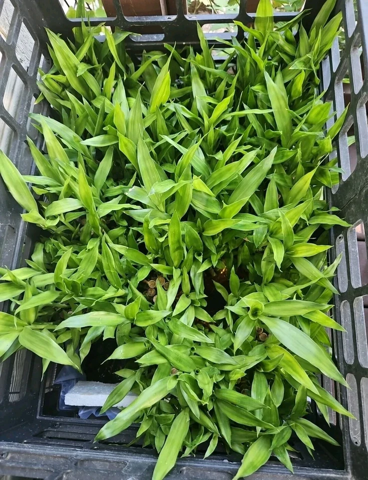 10 LUCKY BAMBOO PLANTS 4" Free Gold Wires Indoor Perennial,  Ideal GIFT - Image 4 of 4