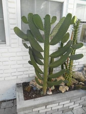 Live "Roadkill" Cactus plant cutting.
