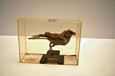 Vintage Taxidermy Sparrow Bird in Clear Acrylic Display Case Natural History Col