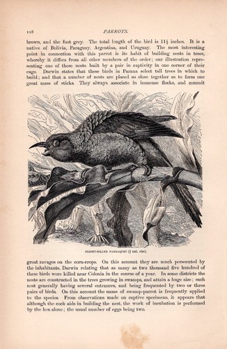 Old Antique Victorian Era Vintage 1895 SLIGHT-BILLED PARRAQUET Bird Print - Picture 2 of 3