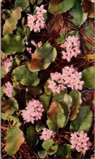 Vintage 1927 Epigaea Repens Trailing Arbutus Floral Postcard