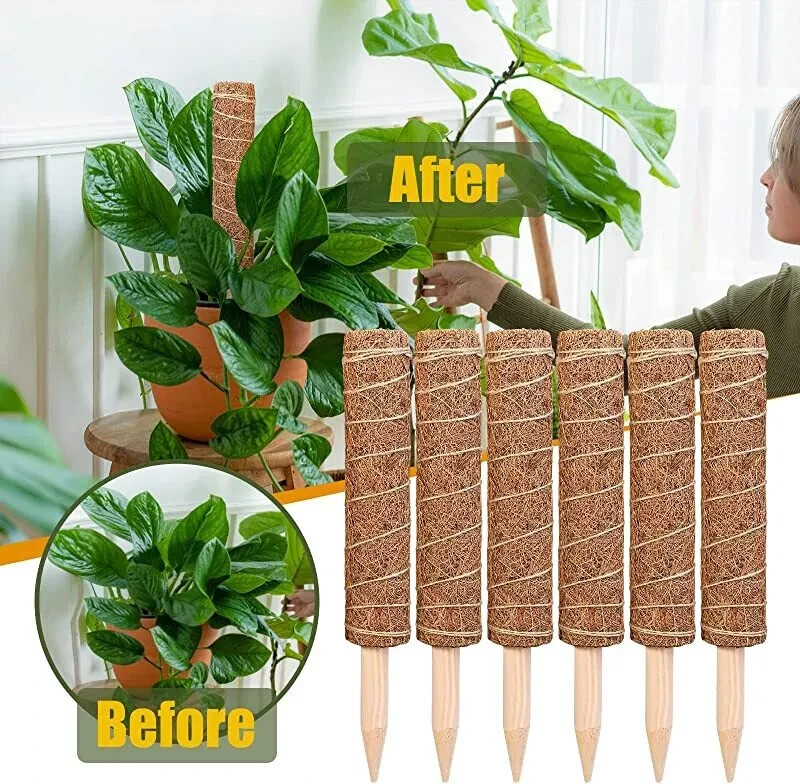 6 tótems de coco con poste de musgo para soporte de planta trepadora 27 cm cada entrelazado