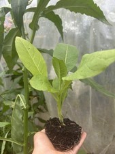 Amber Leaf Tobacco Plug plants X3 Organic Grown in Devon (PRE-ORDER)