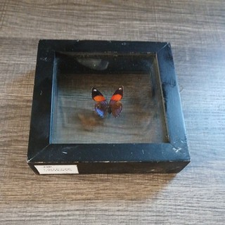 Butterfly Framed Encased Clear Double sided glass.