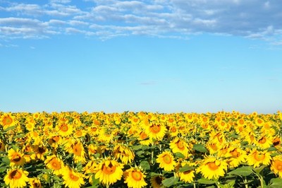Sunflower Field Blue Sky Provence Photo France Art Print Poster 18x12
