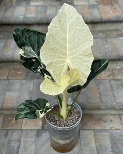 8000AH Alocasia white Alba Variegata Plants Seeds Samen 2 - Bild 2 von 2