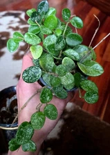 Rare Hoya Mathilde Super splash 10" Tall Not Monstera Anthurium Philodendron 