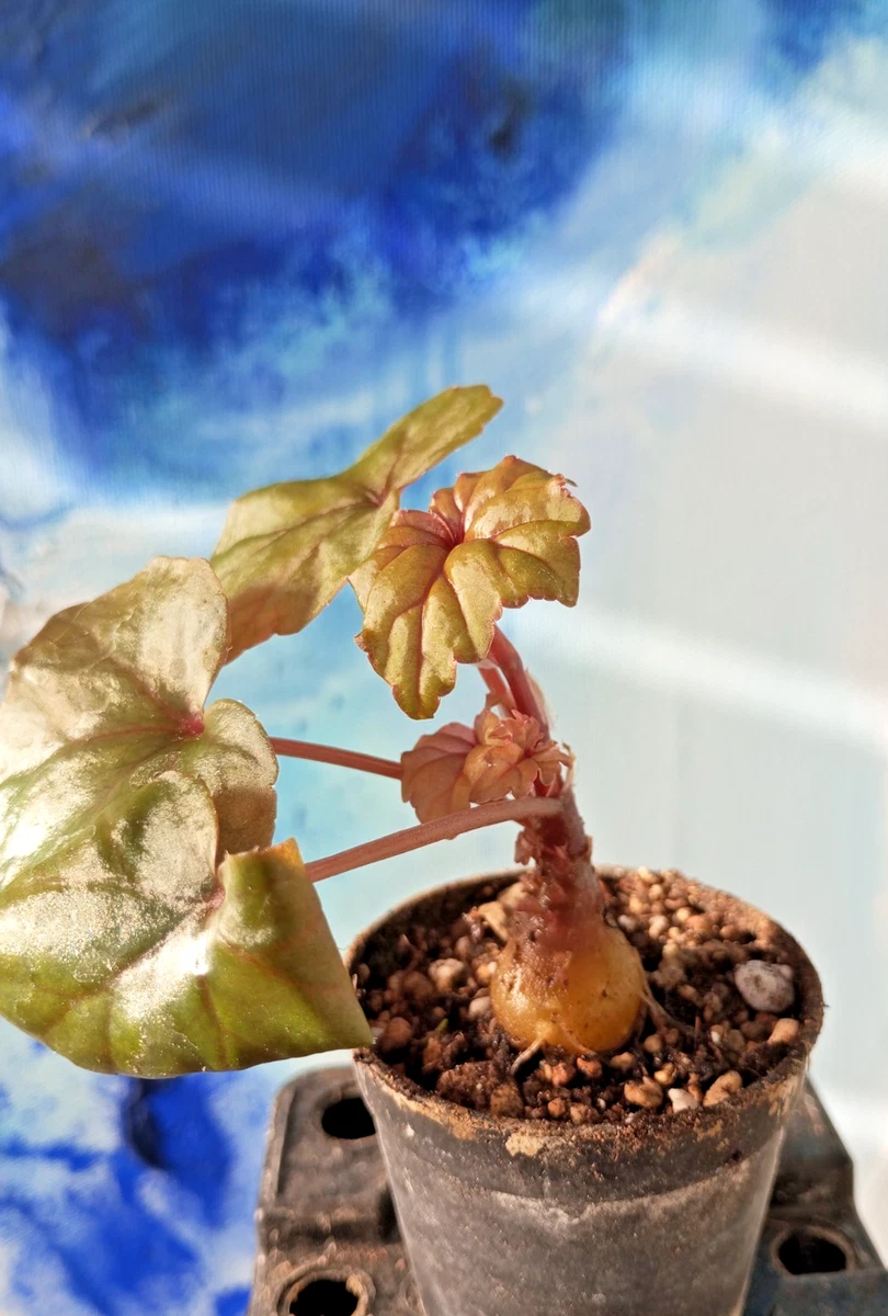 Alocasia Samen - Immergrne Winterharte Zimmerpflanzen 100 Stck | Seltene  Exotische Grnpflanzen