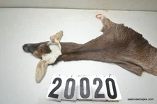 WET TANNED WHITETAIL DEER CAPE 6.5x14x14x15