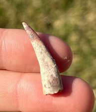 SUPERB Pterosaur Tooth from Niger Fossil Flying Dinosaur Tooth Cretaceous Rare