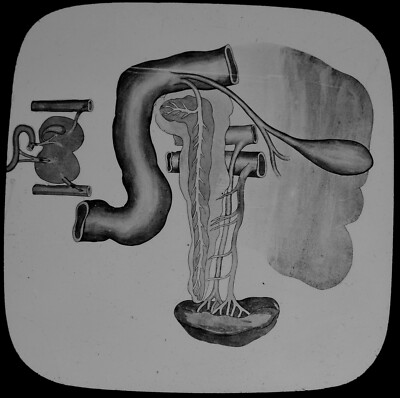 Magische Laternenfolie HUMAN PHYSIOLOGY NO35 LIVER ETC C1888 MEDIZINISCHE ILLUSTRATION