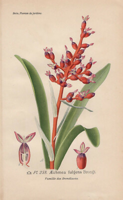 Lanzenrosette Bromelie (Aechmea fulgens) Chromo-Lithographie von 1893 Bois  | eBay