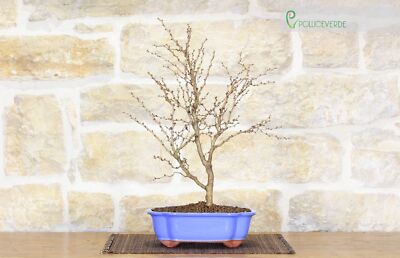 Bonsai di Ciliegio Giapponese Kojo-no-mai | eBay
