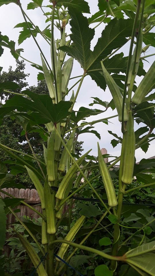 80+ Texas Longhorn Okra Seeds Green Cowhorn Type Okra Super Prolific eBay