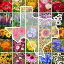Wildflower TEXAS State Flower Mix Perennials & Annuals USA Non-GMO 1000 Seeds