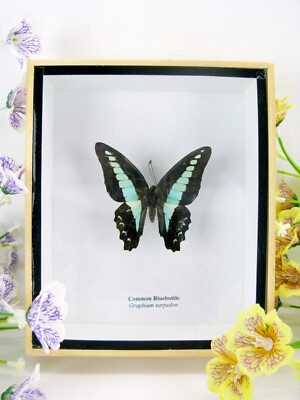 Common Bluebottle - Real Butterfly, Prepared in a 3D Displaycase - Museum Quality