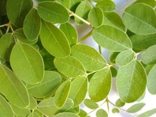 Fresh Moringa Leaves (Drumstick Leaves)