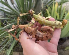 Extatosoma Tiaratum Stick Insect Specimen, 30 Rare Feeder Insect Eggs