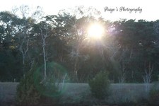 Digital image picture wallpaper sun shining through trees photo by Paige