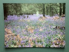 PHOTO  argentique originale Tirage CIBACHROME Foret Arbres Fleurs Nature