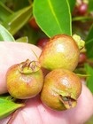 Psidium sp - "Creepy Little Monster" — photo 8