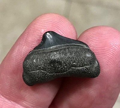 CURVY,SUPER FAT ROOTED POSTERIOR -S.W. FL.LAND FIND- MEGALODON SHARKTOOTH FOSSIL