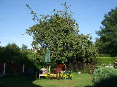 Foto 12x8 Dieser Apfelbaum produziert weiter Featured in SH8076 : Apple c2011