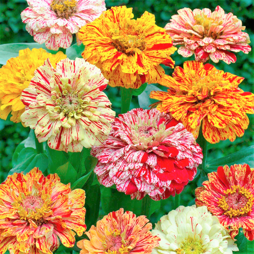 Peppermint Stick Zinnia Seeds | Candy Cane Striped USA Garden Flower Seed 2025 - Bild 2 von 7