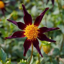 Dahlia Honka Black Unusual Summer Garden Flower Bulb Tuber