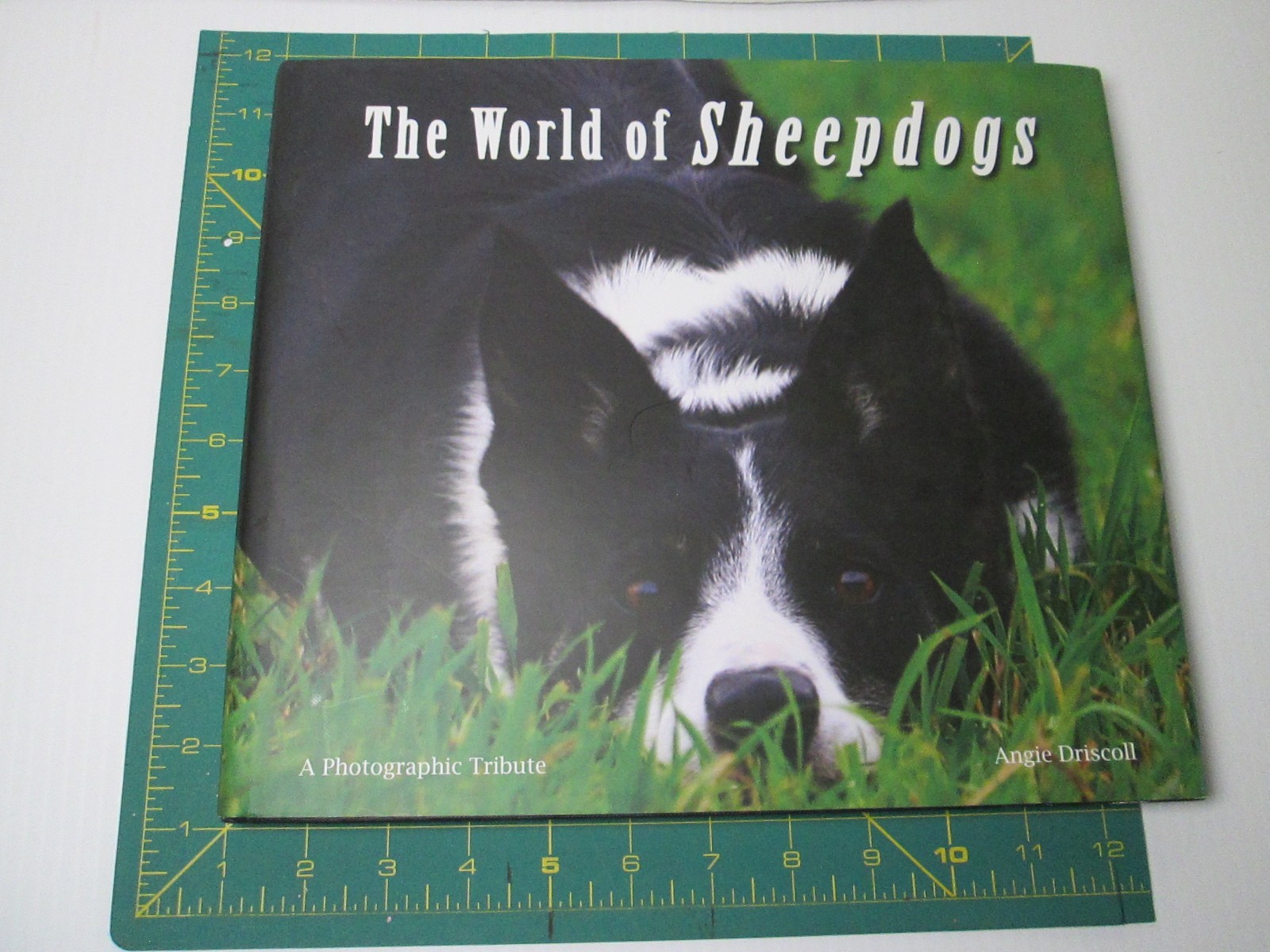 The World of Sheepdogs Photographic Tribute Angie Driscoll Sheep Dogs Kinloch UK