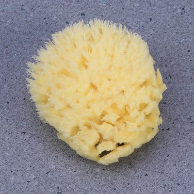 Badeschwämme Dusch Schwamm Körperschwämme Peelingschwämme Für Den