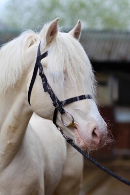 Offizielle Libby's Exmoor Trense kleines Pony Pony Cob Full Extra Full Pferd 