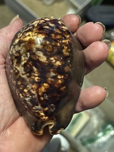 Hawaiian Seashell XL Humpback Cowrie From Kauai