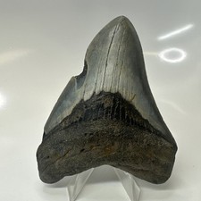 Megalodon Shark Tooth 4.26 Inch - Feeding Damage - Natural - Real Fossil 20513
