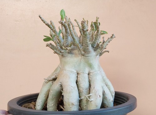 adenium arabicum beauty form - Picture 4 of 5