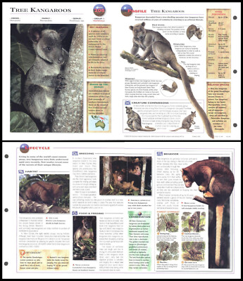 Fold-Out Sheet - Tree Kangaroo - 208