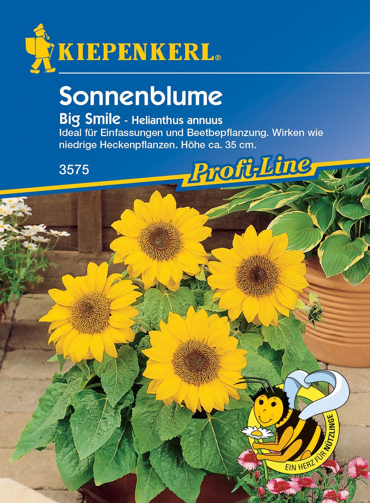 Semillas de girasol Big Smile, mini-stars semilla profesional de Kiepenkerl